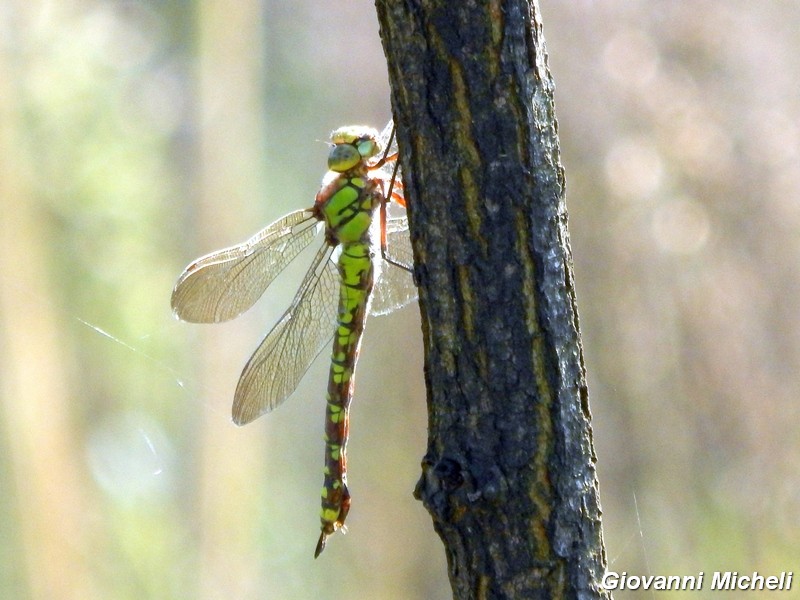 Aeshna cyanea